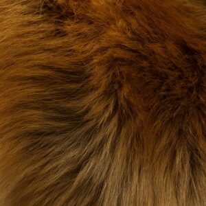 ファーイメージ画像