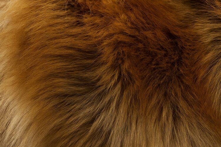 ファーイメージ画像